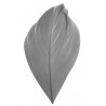 Plumes grises 6 cm les 100